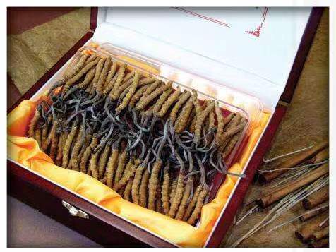 阿合奇冬虫夏草回收